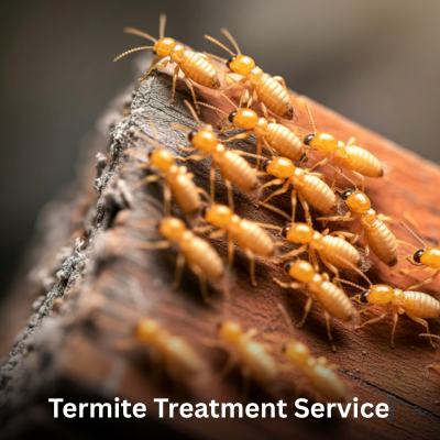 Termite Control Service